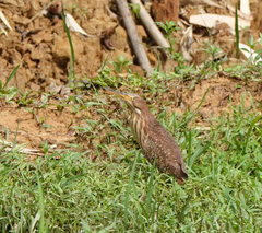 Ixobrychus cinnamomeus