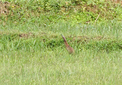 Ixobrychus cinnamomeus