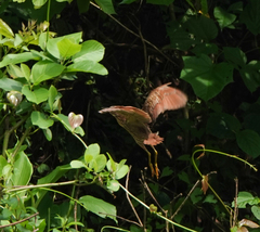 Ixobrychus cinnamomeus