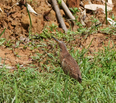 Ixobrychus cinnamomeus
