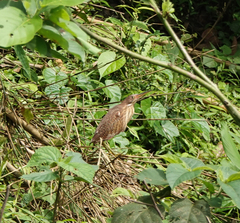 Ixobrychus cinnamomeus