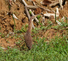 Ixobrychus cinnamomeus