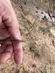 Sporobolus actinocladus