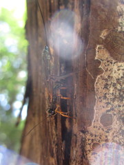 Xoridinae