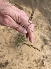 Sporobolus actinocladus