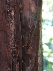 Xoridinae