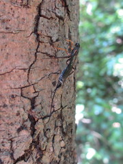Xoridinae