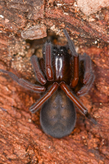Amaurobioidea