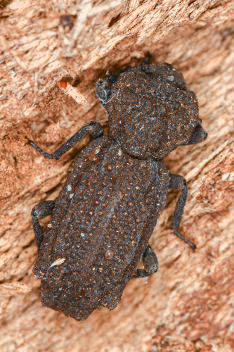 Phellopsis porcata photo 5