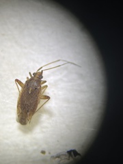 Chinamiris unicolor