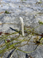 Pectinariidae
