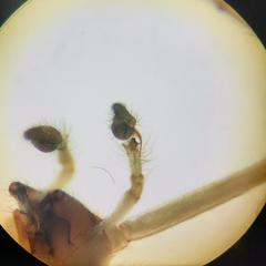 Cheiracanthium unicum