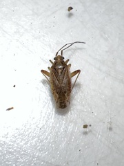 Chinamiris unicolor
