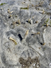 Pectinariidae