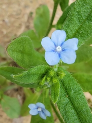 Bothriospermum zeylanicum