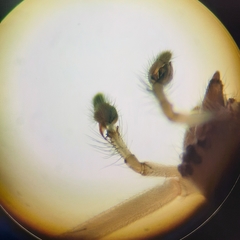 Cheiracanthium unicum