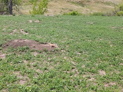 Cynomys ludovicianus