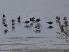 Calidris canutus