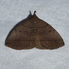 Zanclognatha obscuripennis