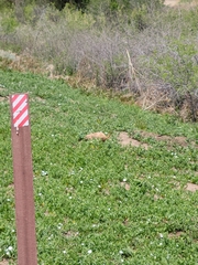 Cynomys ludovicianus