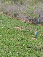 Cynomys ludovicianus