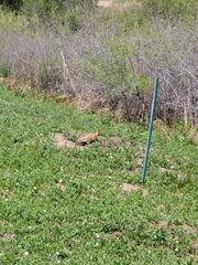 Cynomys ludovicianus