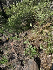 Lomatium howellii