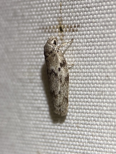 Dotted Antaeotricha Moth photo 3