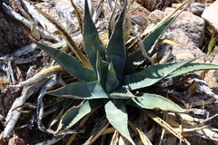Agave mckelveyana