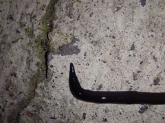 Geoplana multipunctata