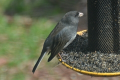 Junco hyemalis
