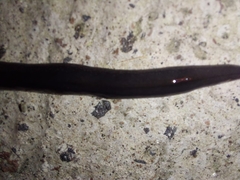 Geoplana multipunctata