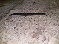 Geoplana multipunctata