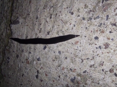 Geoplana multipunctata