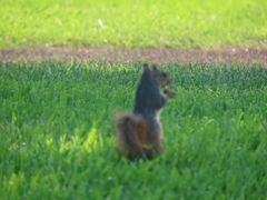 Sciurus niger limitis