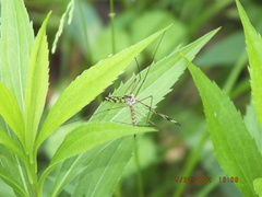 Tipula trivittata