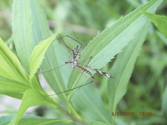 Tipula trivittata