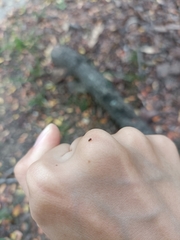 Forcipomyia taiwana