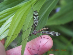 Tipula trivittata
