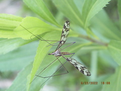 Tipula trivittata