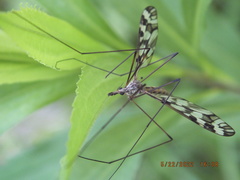 Tipula trivittata