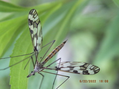 Tipula trivittata