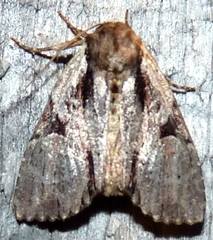 Morrisonia triangula