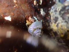 Calliostoma canaliculatum
