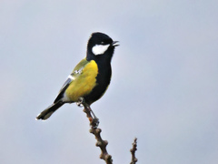 Green-Backed Tit photo 2