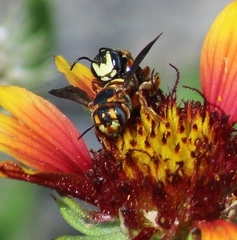 Dianthidium curvatum