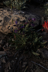 Penstemon breviculus