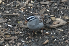 Zonotrichia leucophrys