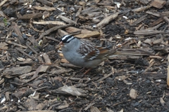 Zonotrichia leucophrys