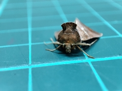 Chrysodeixis heberachis